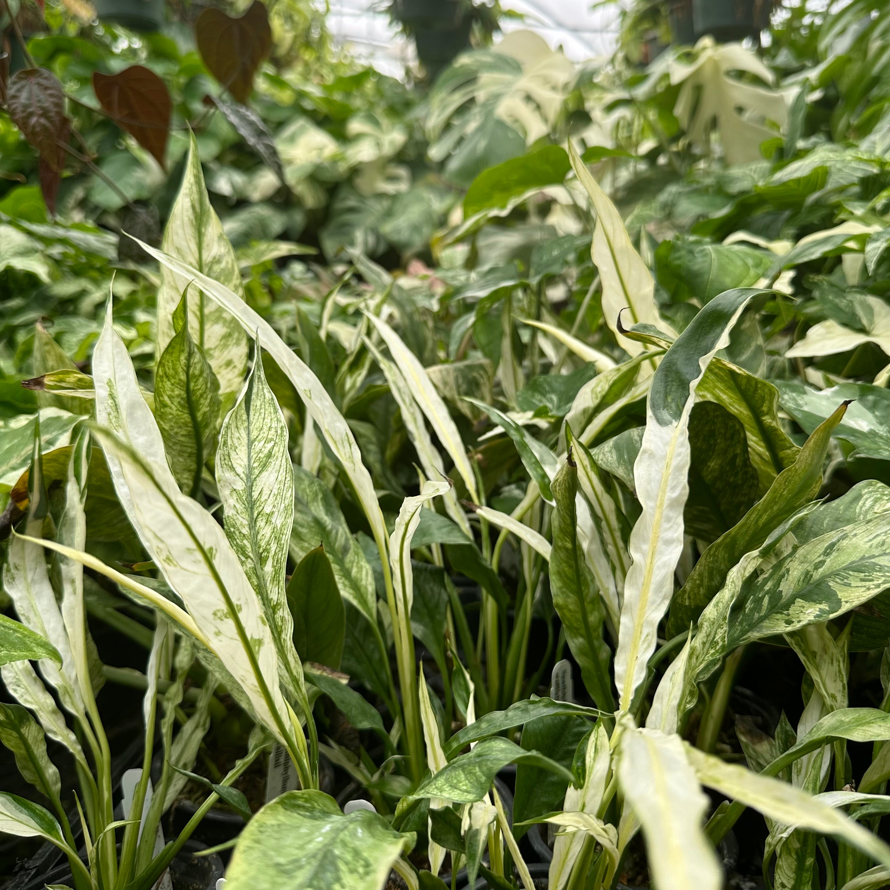 peace lily white leaves Spathiphyllum wallisii variegata