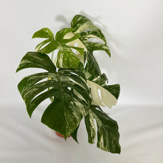 Z-4551 - Monstera deliciosa var. borsigiana albo-variegata