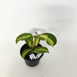 Z-5160 - Hoya diversifolia (inner variegated)