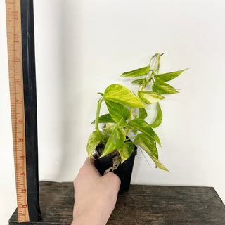 Z-5156 - Epipremnum aureum 'Alta Voltagem'