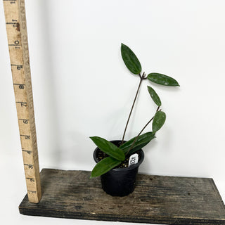 Hoya vangviengiensis [#2382]