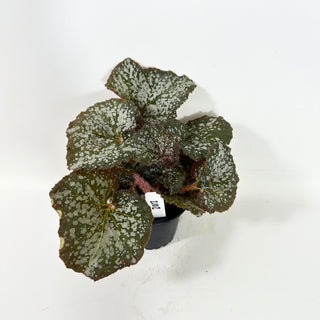 Begonia 'Island Magic' [#2102]