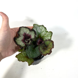 Begonia 'Maestro Miller' [#2166]