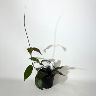 Hoya sp. "Red" [#2147]