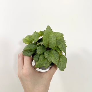 Begonia 'Pollux' [#2087]
