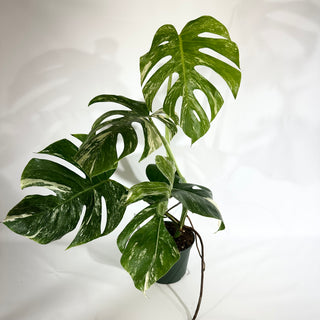 Monstera deliciosa var. borsigiana albo-variegata [#1849]