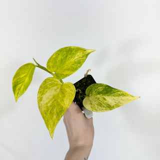 Z-4582 - Epipremnum aureum 'Alta Voltagem'