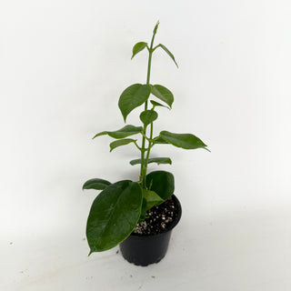 Hoya sp. PNG (red cup flower) [#2038]