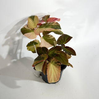 Begonia ‘Withlacoochee’ (Variegated) [#1734]