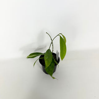 Hoya mappigera Borneo [#2291]