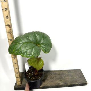 Begonia handelii [#2170]