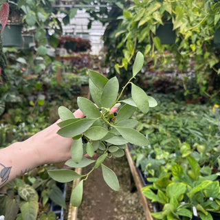Hoya nummularioides (silver)