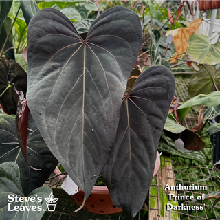 Anthurium 'Amelia's Delight' x 'Prince of Darkness' - 3 Seedlings [#1343]