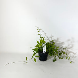 Hoya microdwarf (NS 12-323) [#2146]