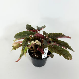 Begonia 'Ginny Galaxy' [#2173]