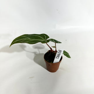 Anthurium 'Savannah' x self - 2 Seedlings [#1982]