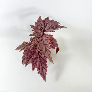 Begonia 'Lamoon' [#1915]