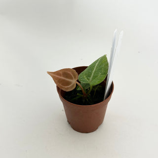 Anthurium 'Tezula Dreamweaver'/dorayaki x 'Arnold Schwarzenegger' - Seedling [#1477]