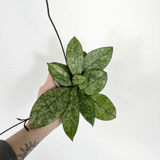 Hoya crassipetiolata (Splash) [#2282]