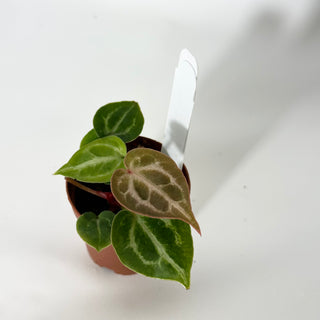 Anthurium 'Brielle'/'Michelle' x self - 2 Seedlings [#1712]