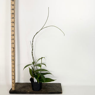 Hoya PMP 173-B [#2289]