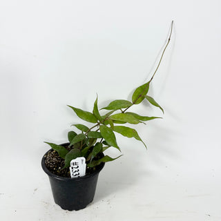 Hoya pusilla Malaysia [#2337]