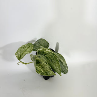 Scindapsus pictus 'Peasun' [#1599]