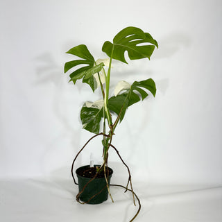 Monstera deliciosa var. borsigiana albo-variegata [#1486]