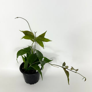 Hoya chloroleuca [#2164]