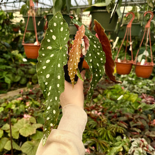 Begonia maculata