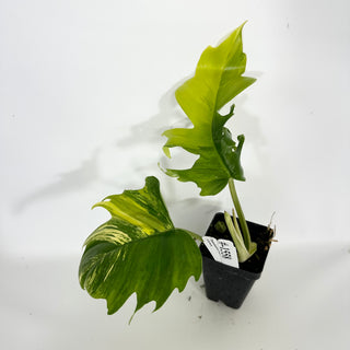 Philodendron 'Florida Beauty' x tortum [#1558]