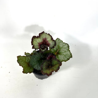 Begonia 'Maestro Miller' [#2166]