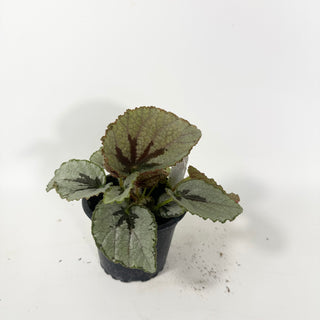 Begonia lanternaria [#2058]