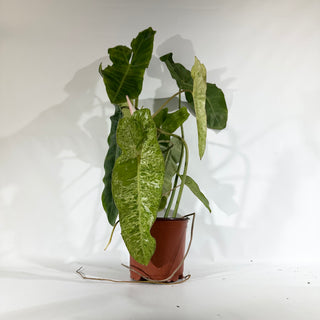 Z-4926 - Philodendron 'Paraiso Verde' (Non-TC)