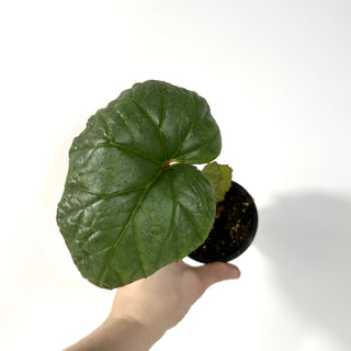 Begonia handelii [#2170]