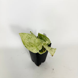 Z-5314 - Scindapsus pictus ‘Mangurai’ variegated