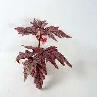 Begonia 'Lamoon' [#1915]