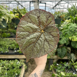Begonia 'Steve's Leaves Saxon's Dream'