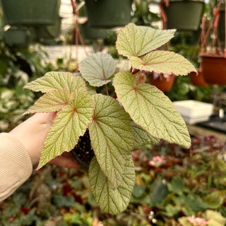 Begonia 'Sinbad'