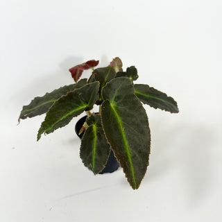 Begonia 'Magdalene Madsen'