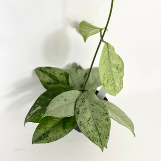 Hoya coriacea (silver) [#2123]