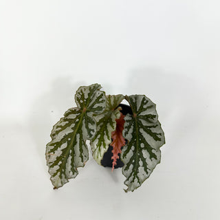 Begonia 'Silver Beauty' [#2176]