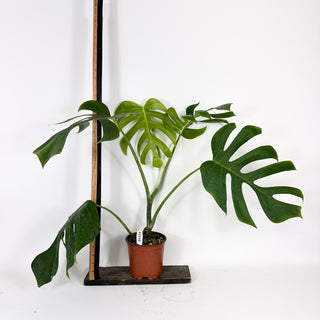 Monstera deliciosa var. sierrana [#2116]