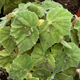 Begonia hispida var. cucullifera