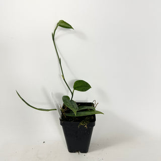 Z-5385 - Scindapsus pictus 'Green Army'