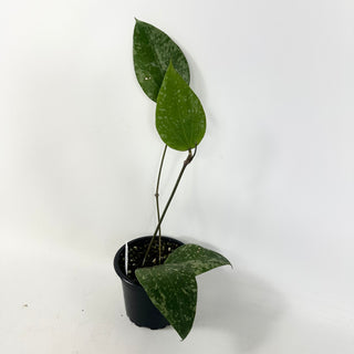 Hoya citrina (Splash)