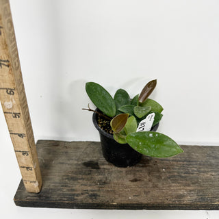 Hoya vangviengiensis [#1743]