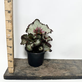 Begonia 'Maestro Miller' [#2014]
