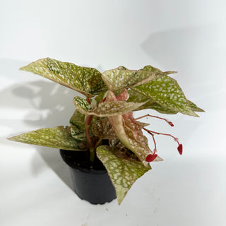 Begonia 'Snow Capped' (Variegated) [#1771]