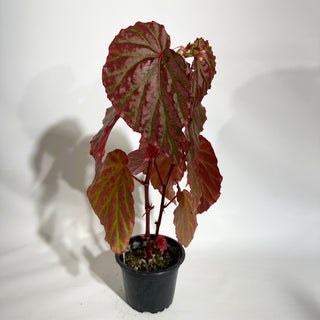 Begonia "Crazy Pink" [#1892]
